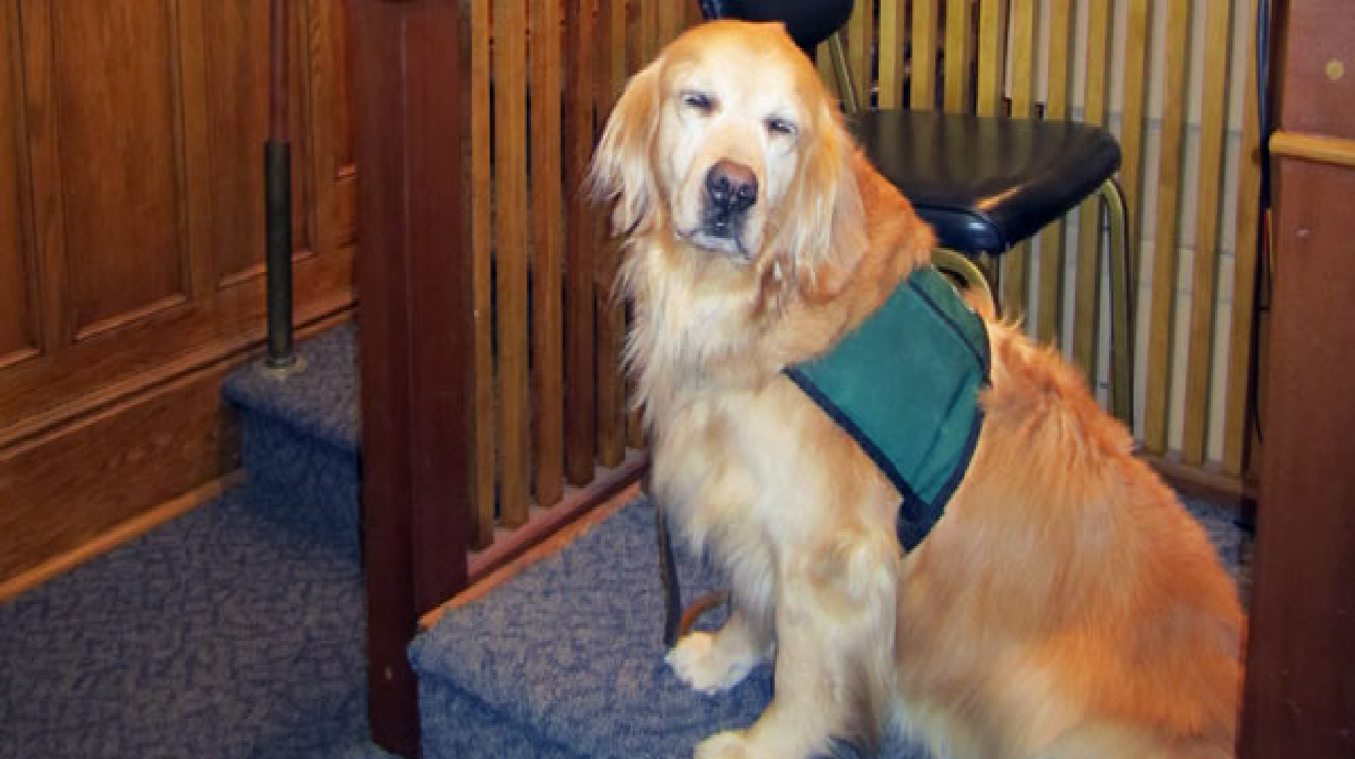 Airlines looking to limit the kind of ???emotional support animals