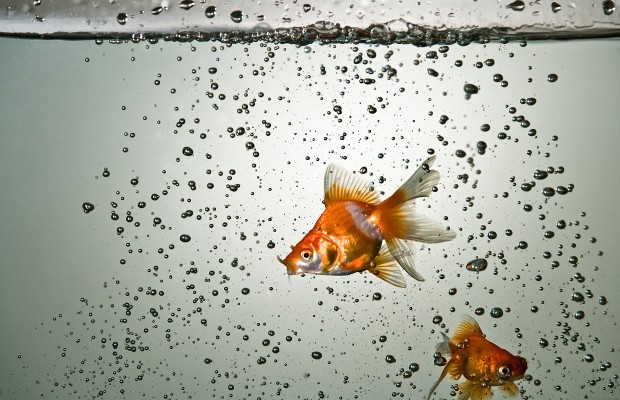 A Goldfish Get Life saving Braces WTAX 93 9FM 1240AM