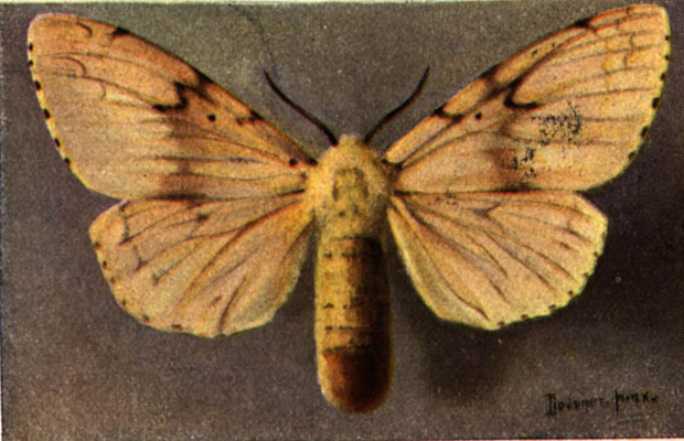 Pictures Of Moths In Illinois