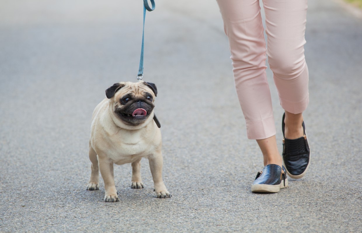 Dog owners get more exercise WTAX 93.9FM/1240AM