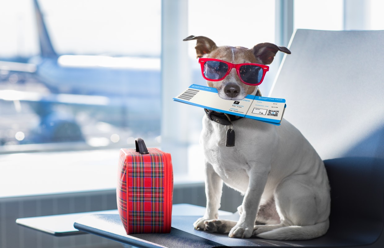 These are the best U.S. airlines for pets WTAX 93.9FM/1240AM