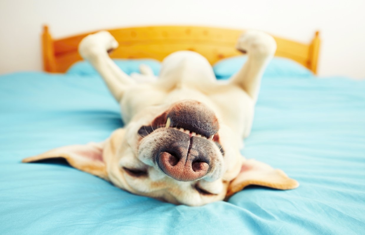 You'll actually sleep better with your dog in the bedroom WTAX 93.9FM/1240AM