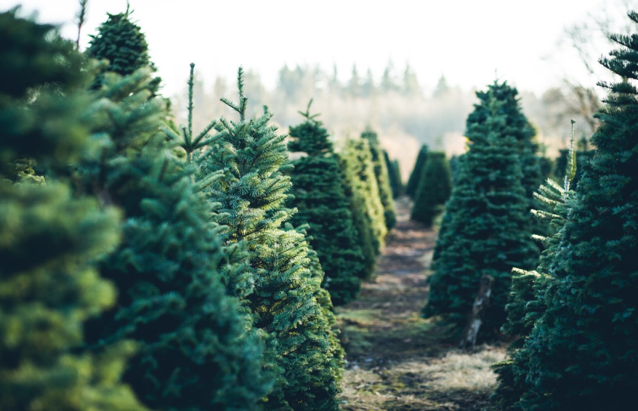 Claims of Christmas tree shortage are false, experts say WTAX 93.9FM