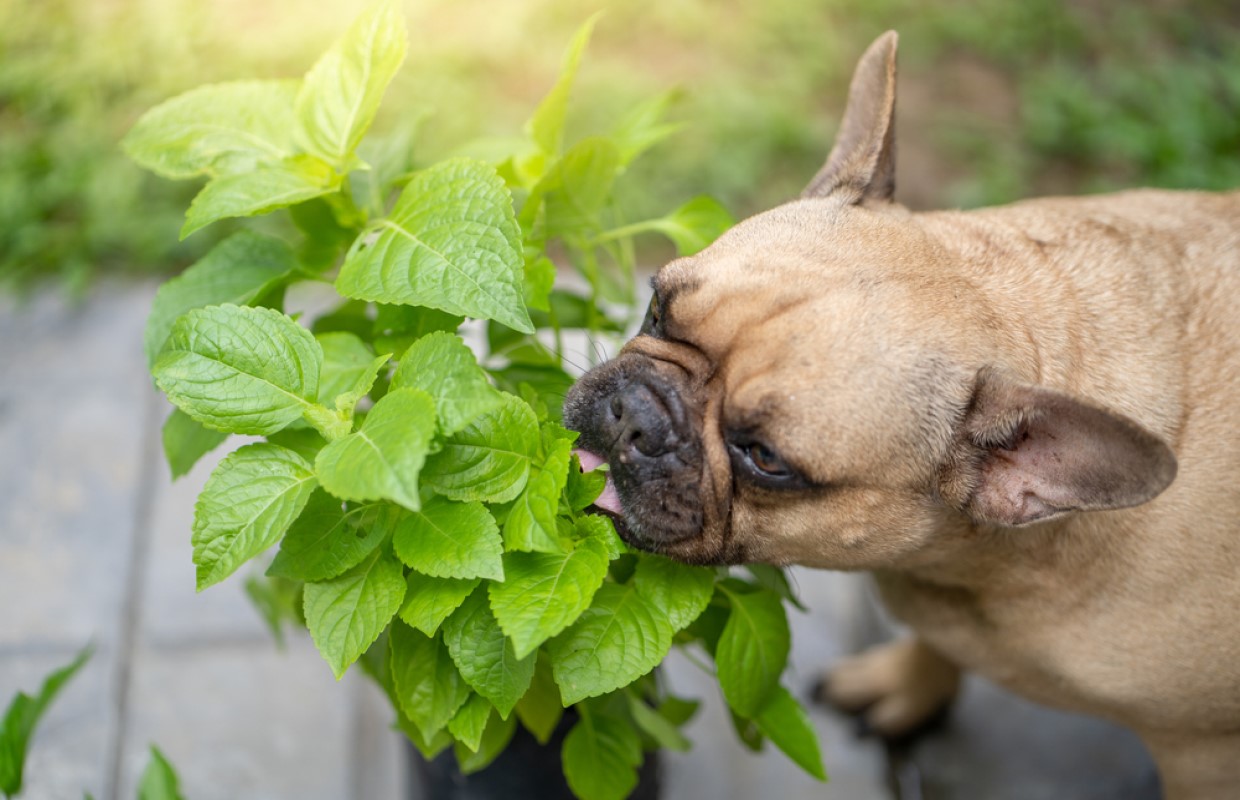 What to do if your dog eats leaves on the ground WTAX 93.9FM/1240AM
