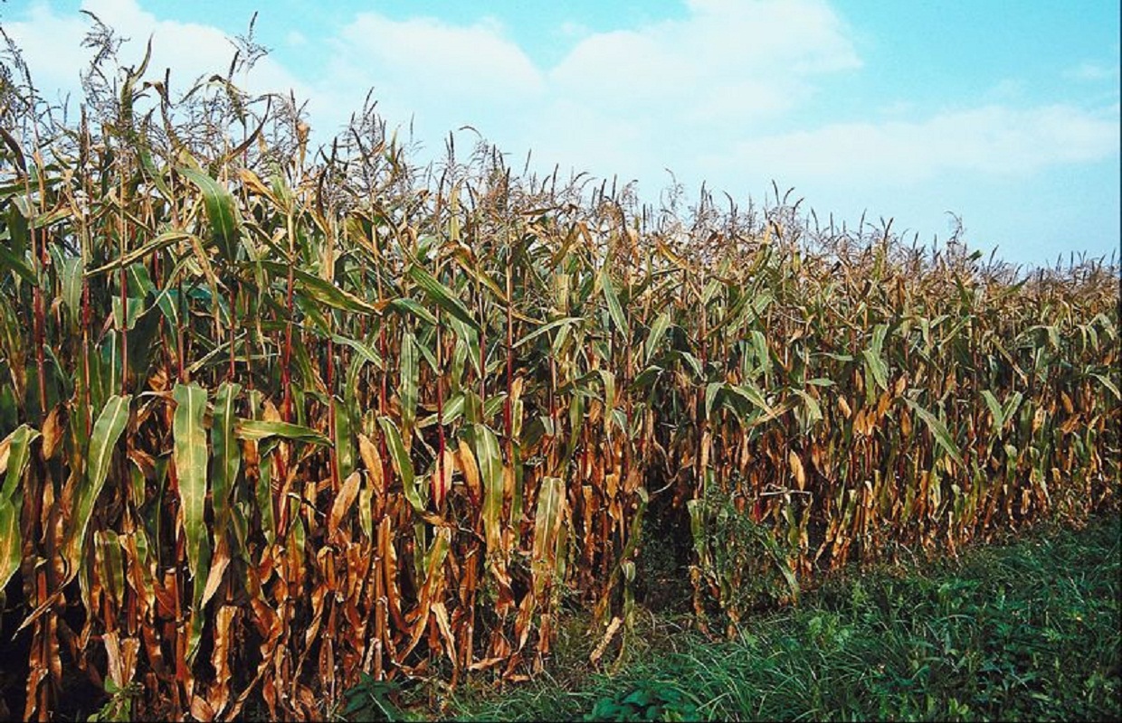 2023 Cream of the Crop Photo Contest