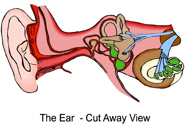 You Can Lose Your Hearing Various Ways You Can Lose Your Hearing Various Ways