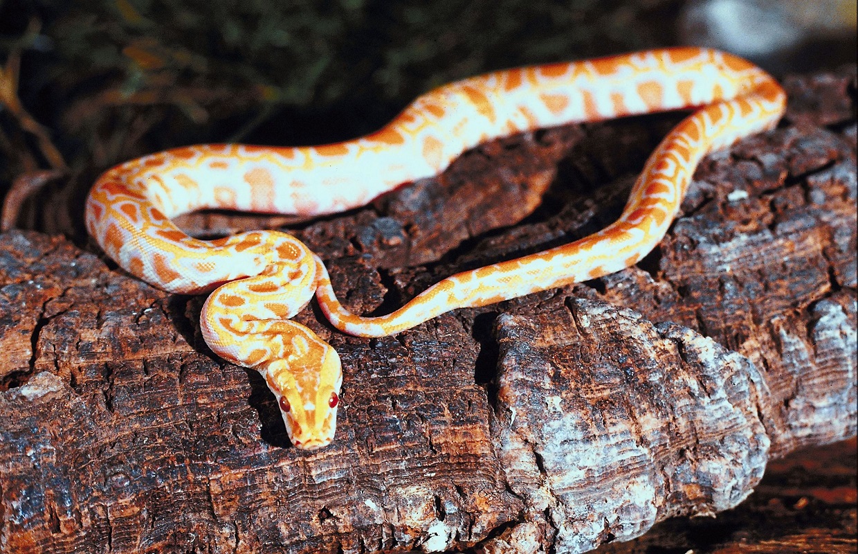Road in Shawnee National Forest closing for snake migration