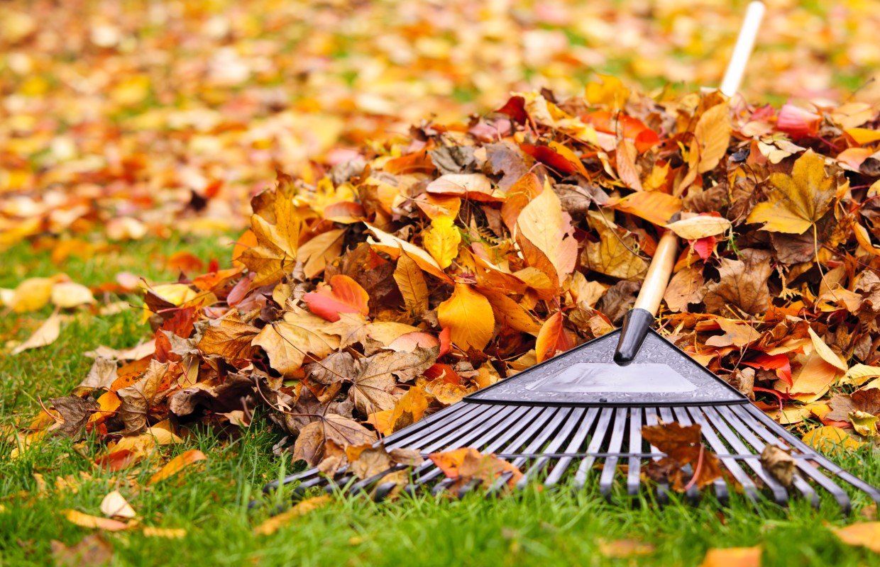 Springfield Free Yard Waste Drop-Off Begins Nov. 2. Springfield Free Yard Waste Drop-Off Begins Nov. 2.
