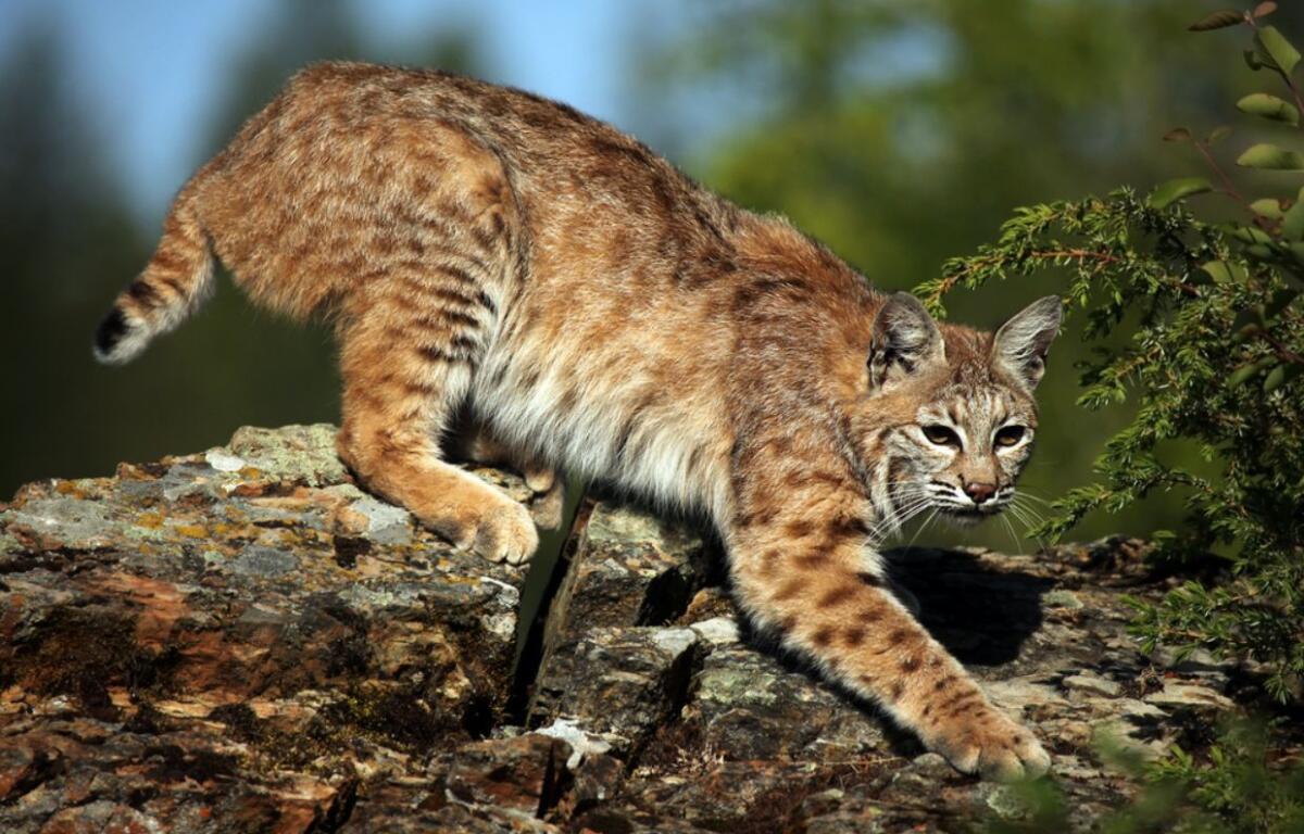 Bobcat