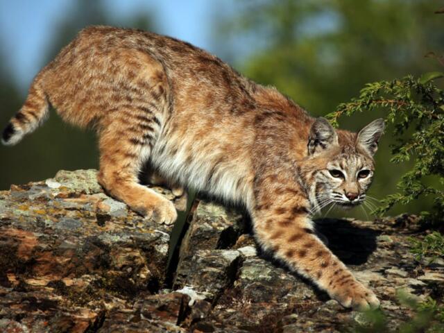 Bobcat