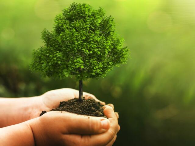 Small tree in hands
