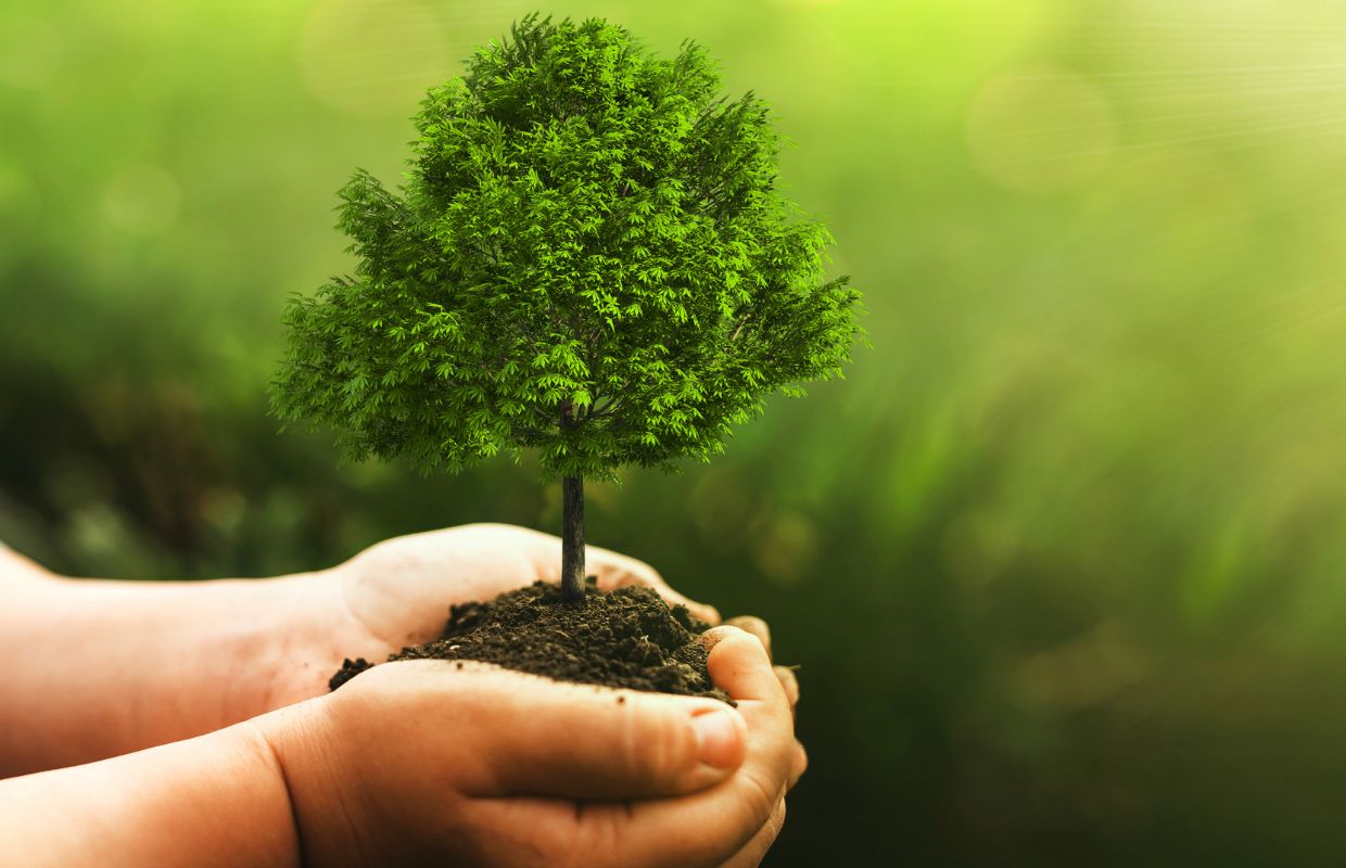 Springfield to give away 1,000 trees in honor of Arbor Day