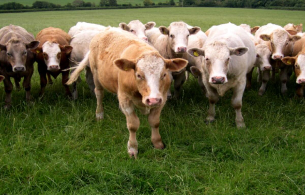Cows