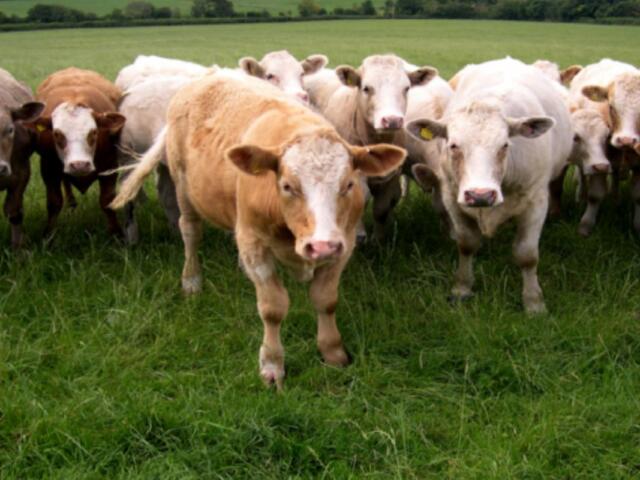 Cows