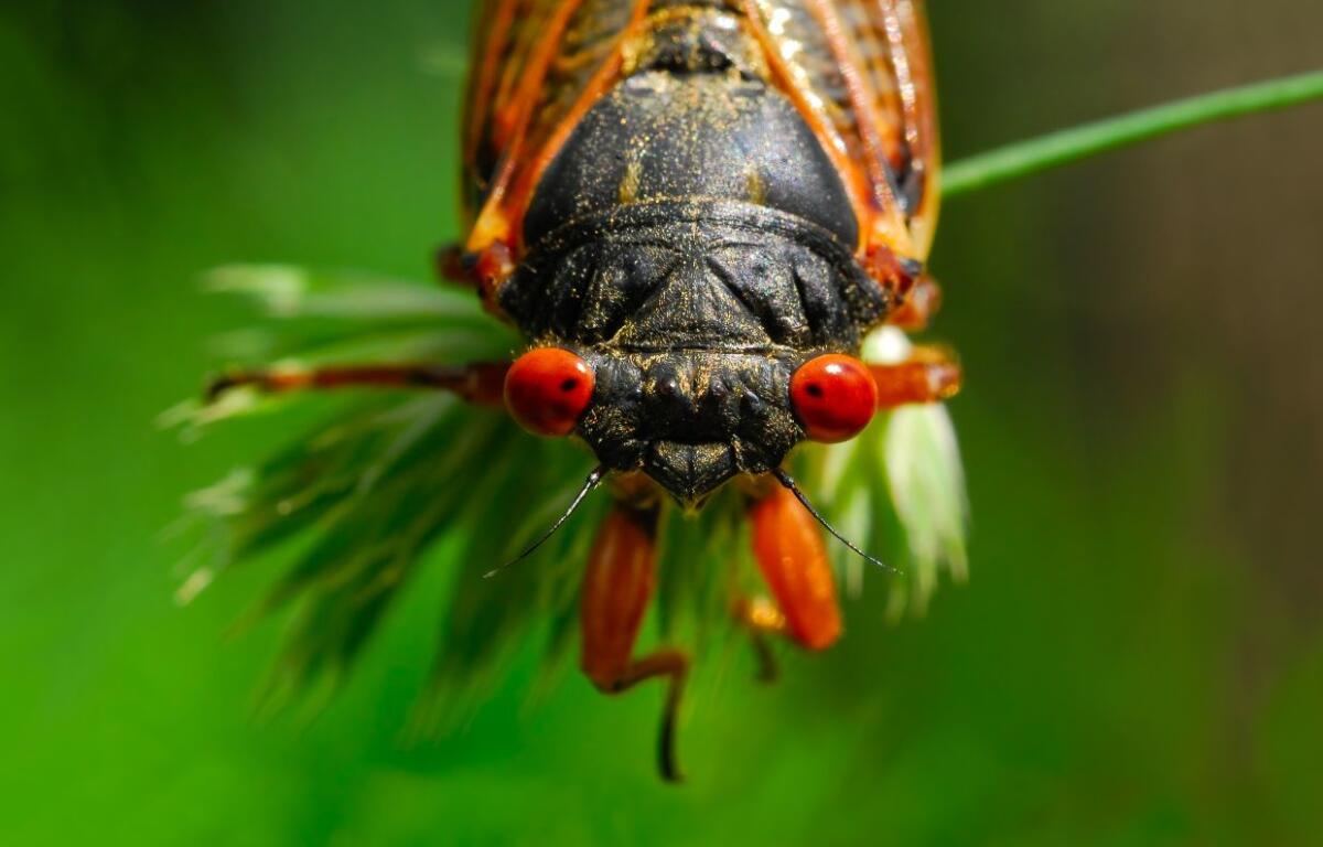 Cicada from the front