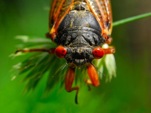 Cicada from the front